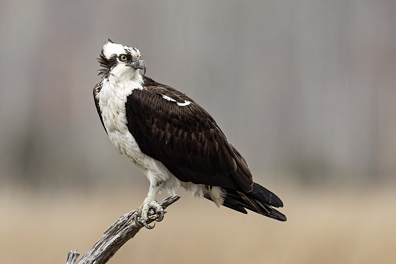 Osprey (Pandion haliaetus) photo