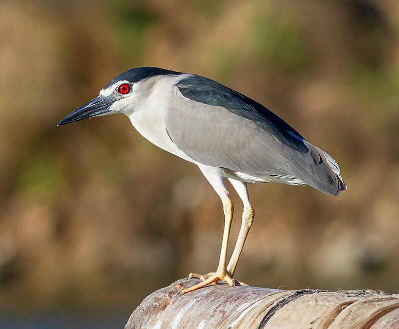 Black-crowned Night Heron (Nycticorax nycticorax) photo