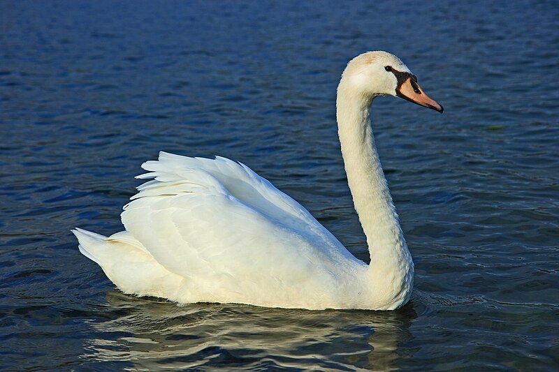 Mute Swan (Cygnus olor) photo