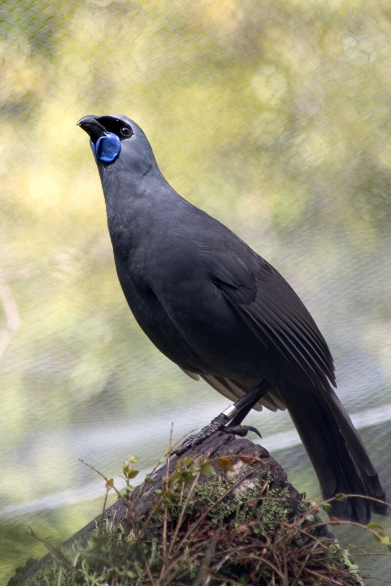 North Island Kokako (Callaeas wilsoni) photo