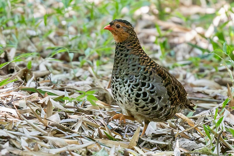 Udzungwa Partridge (Xenoperdix udzungwensis) photo
