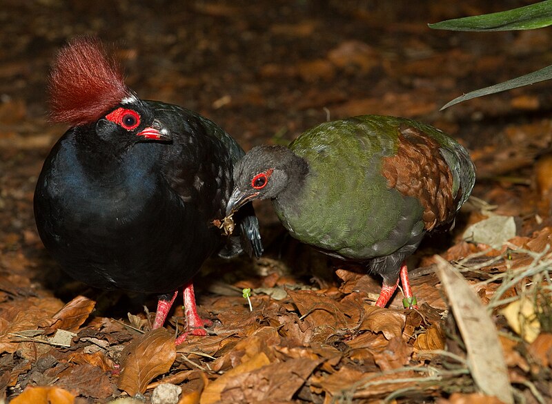 Crested Partridge (Rollulus rouloul) photo