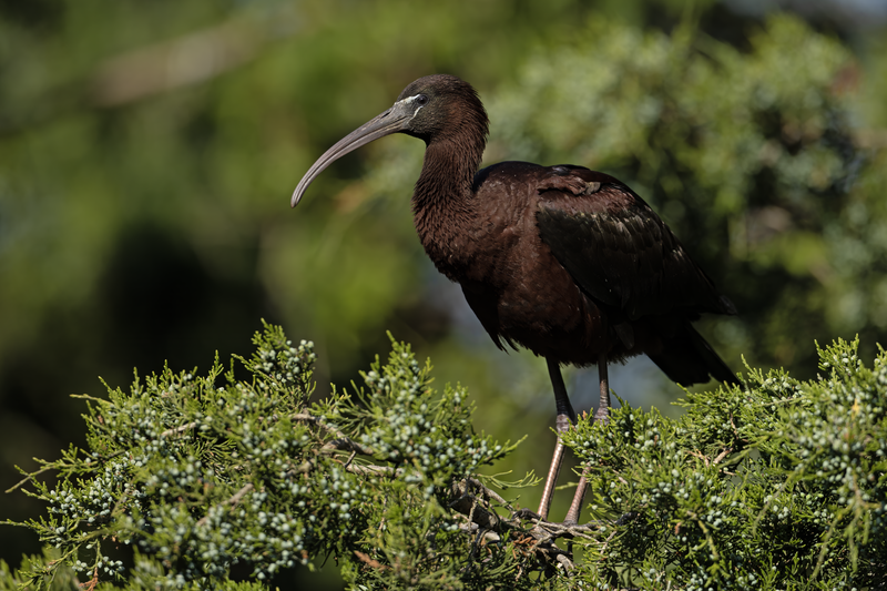 Glossy Ibis (Plegadis falcinellus) photo