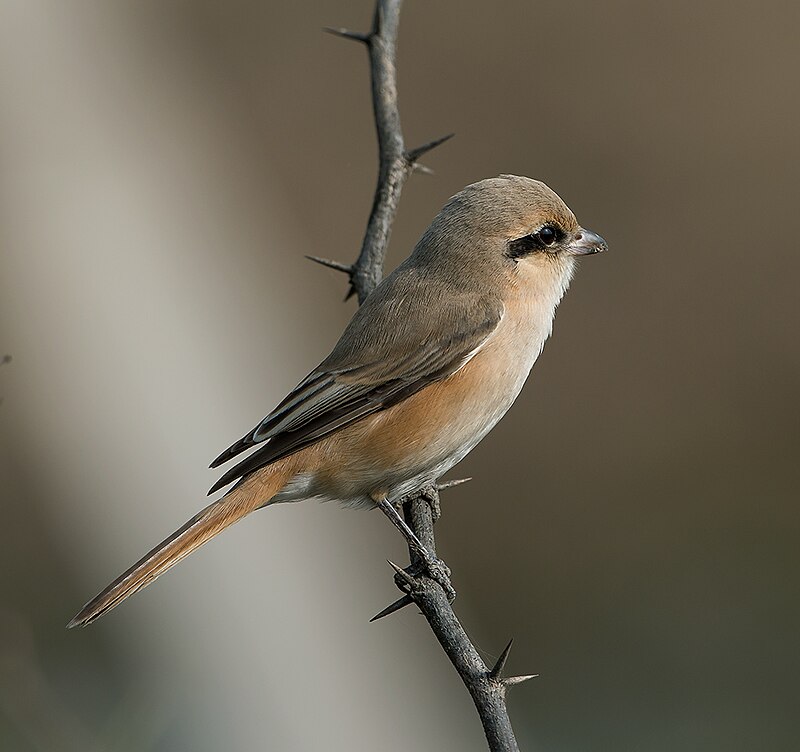 Isabelline Shrike (Lanius isabellinus) photo