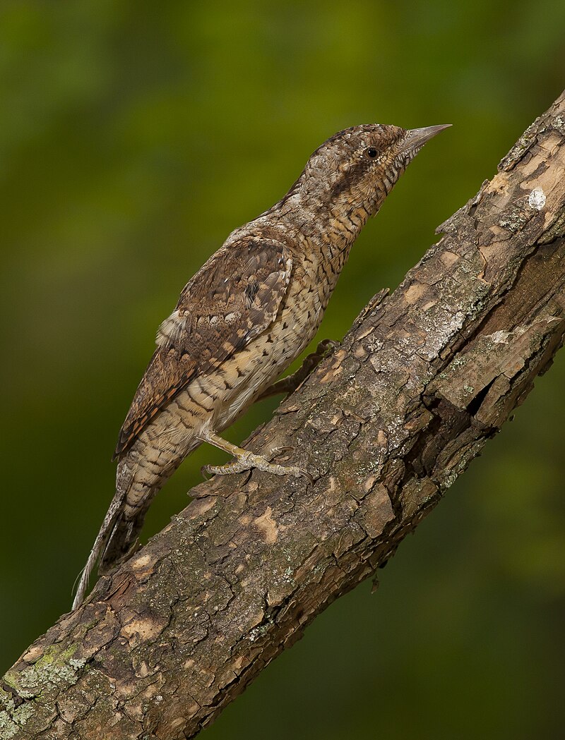 Eurasian Wryneck (Jynx torquilla) photo
