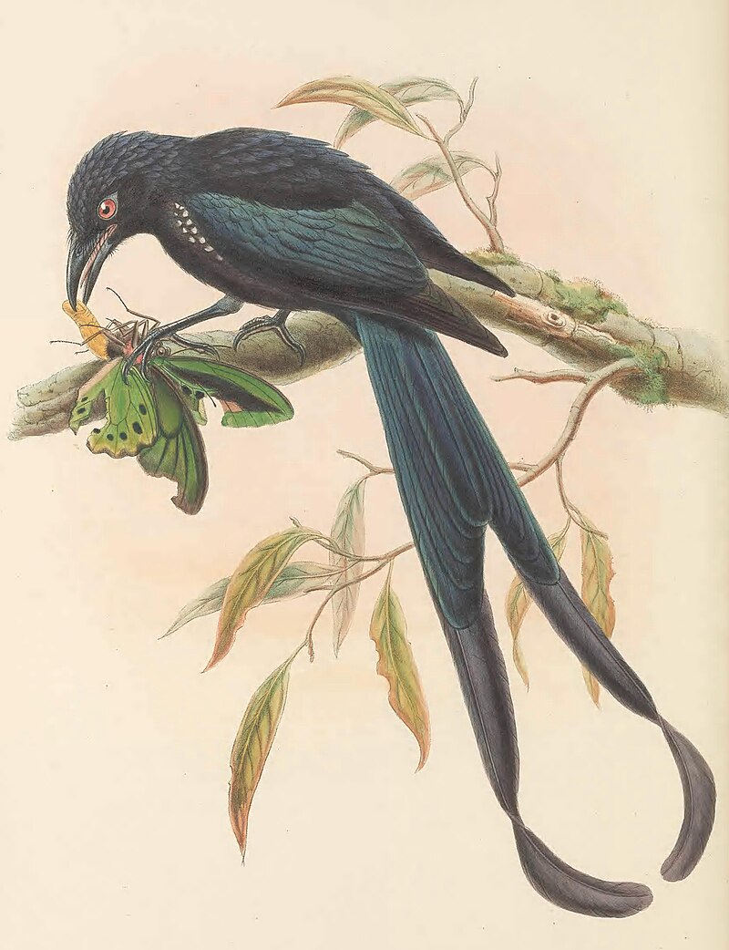 Ribbon-tailed Drongo (Dicrurus megarhynchus) photo