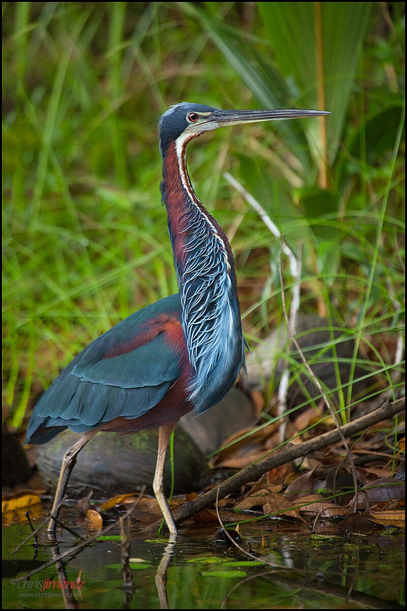 Agami Heron (Agamia agami) photo