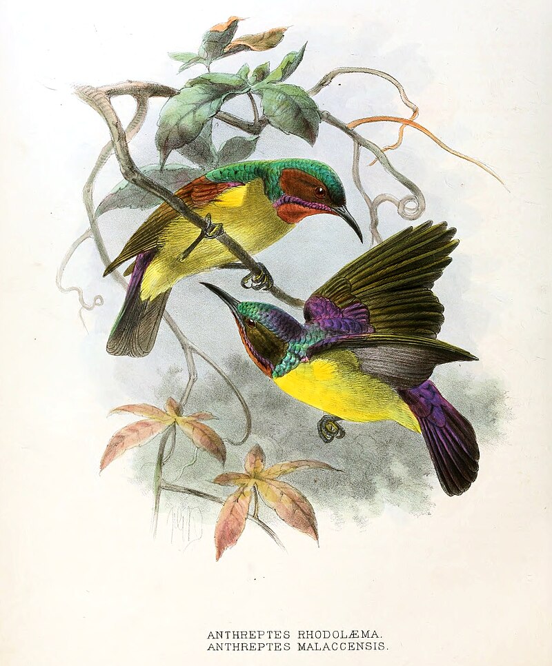 Red-throated Sunbird (Anthreptes rhodolaemus) photo