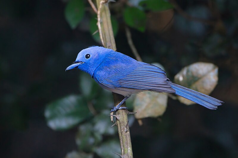 Black-naped Monarch (Hypothymis azurea) photo