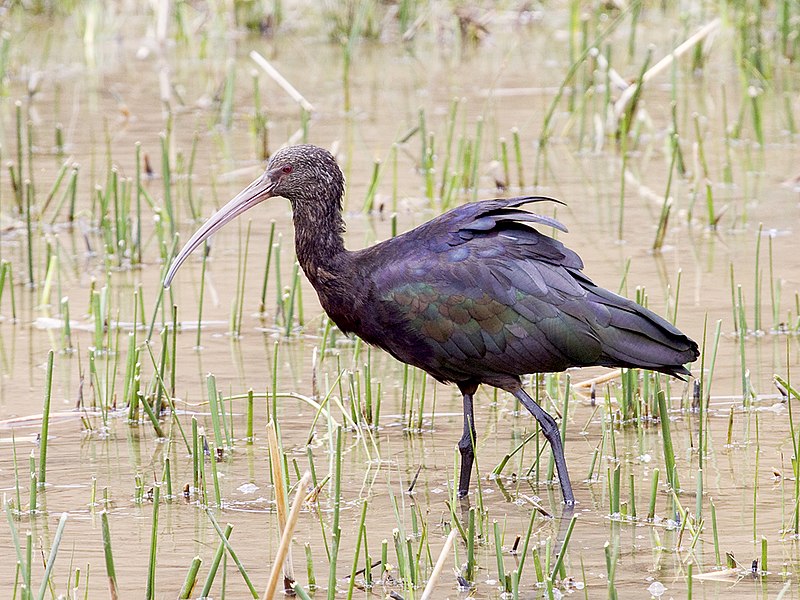 Puna Ibis (Plegadis ridgwayi) photo