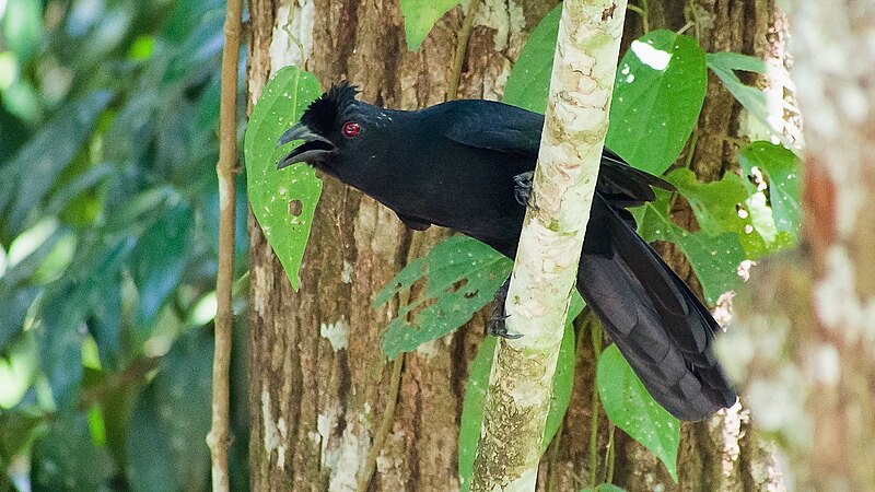 Bornean Black Magpie (Platysmurus aterrimus) photo