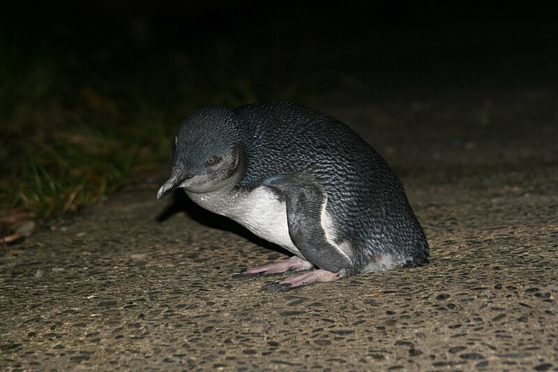 Little Penguin (Eudyptula minor) photo
