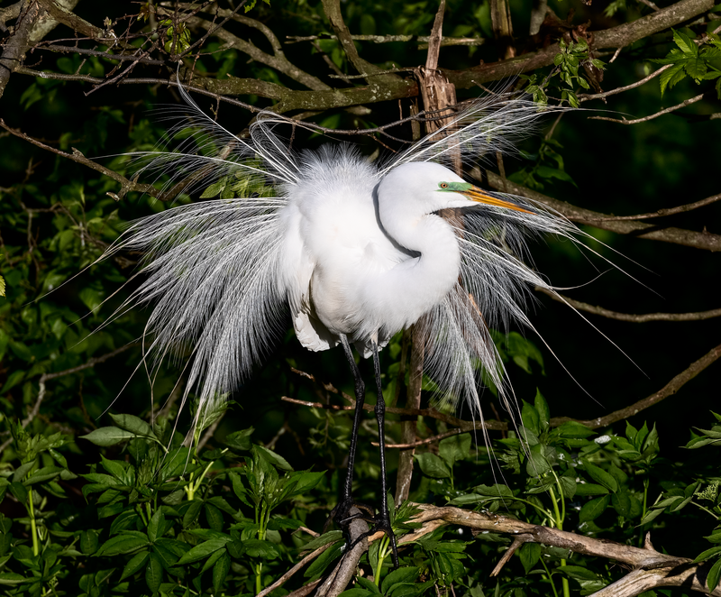 Great Egret (Ardea alba) photo
