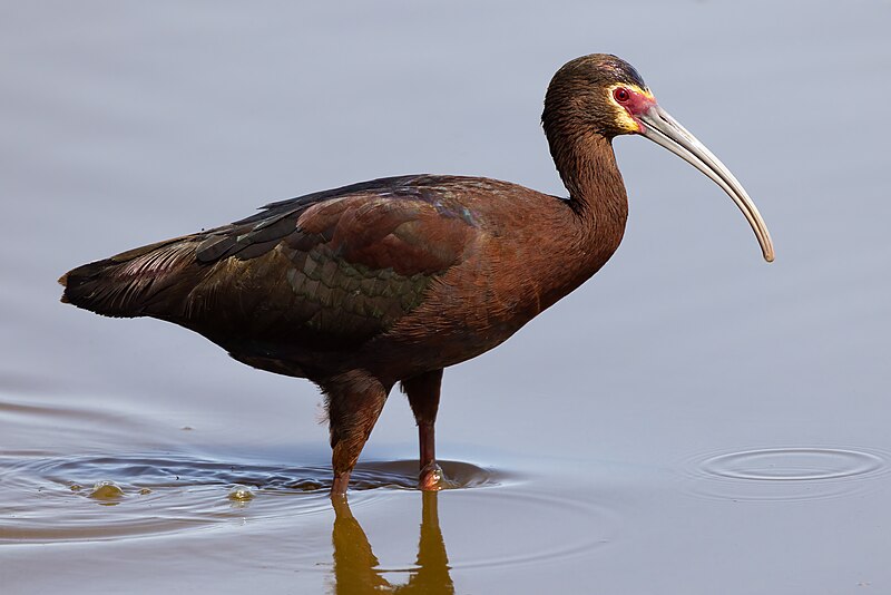 White-faced Ibis (Plegadis chihi) photo