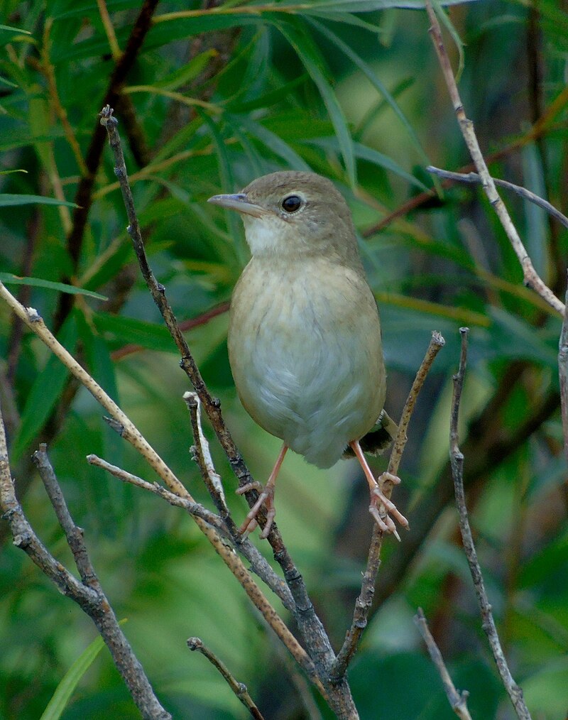 Chinese Bush Warbler (Locustella tacsanowskia) photo