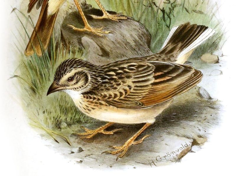 White-tailed Lark (Mirafra albicauda) photo