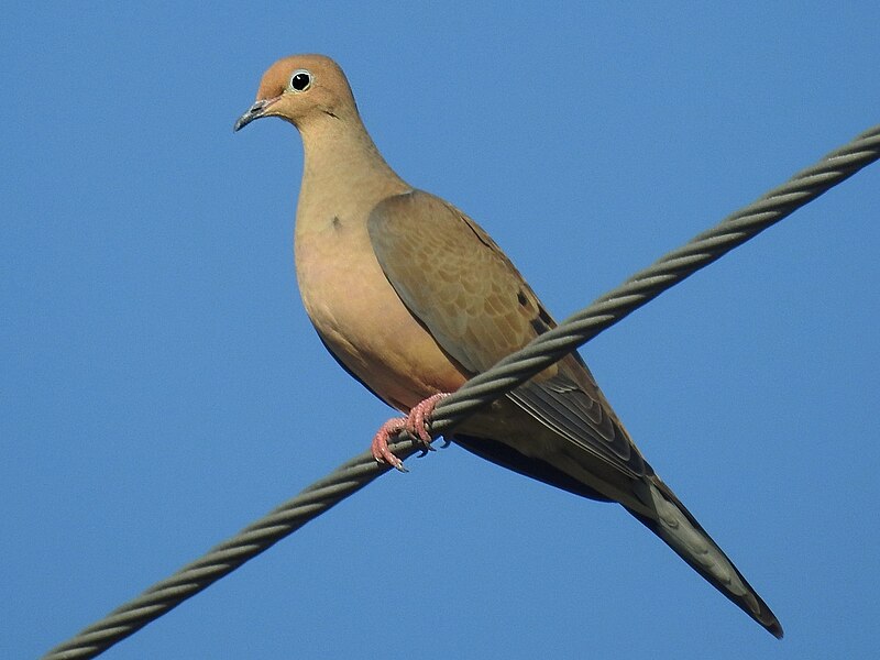 Mourning Dove (Zenaida macroura) photo