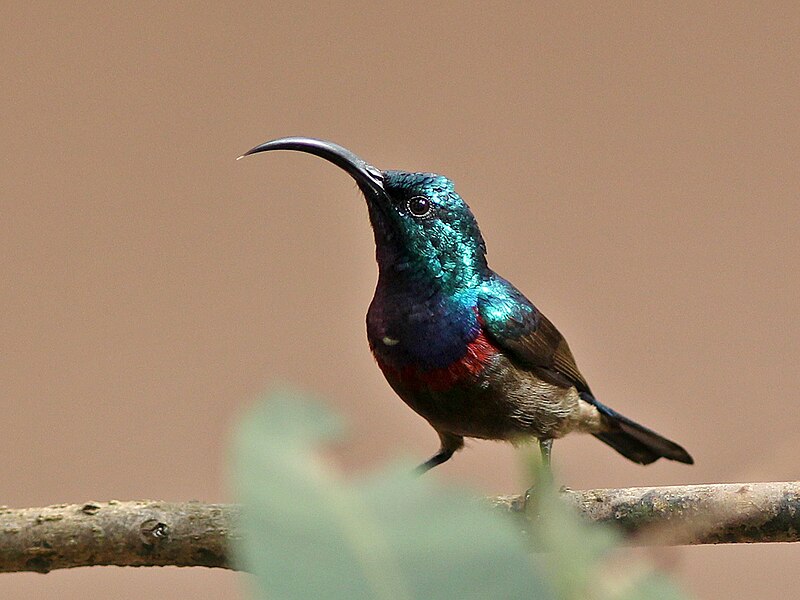 Loten's Sunbird (Cinnyris lotenius) photo