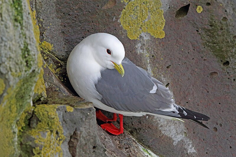 Red-legged Kittiwake (Rissa brevirostris) photo