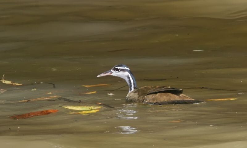 Sungrebe (Heliornis fulica) photo