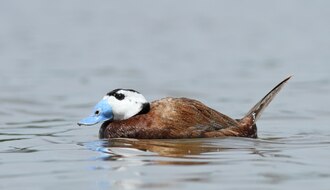 White-headed Duck (Oxyura leucocephala) photo