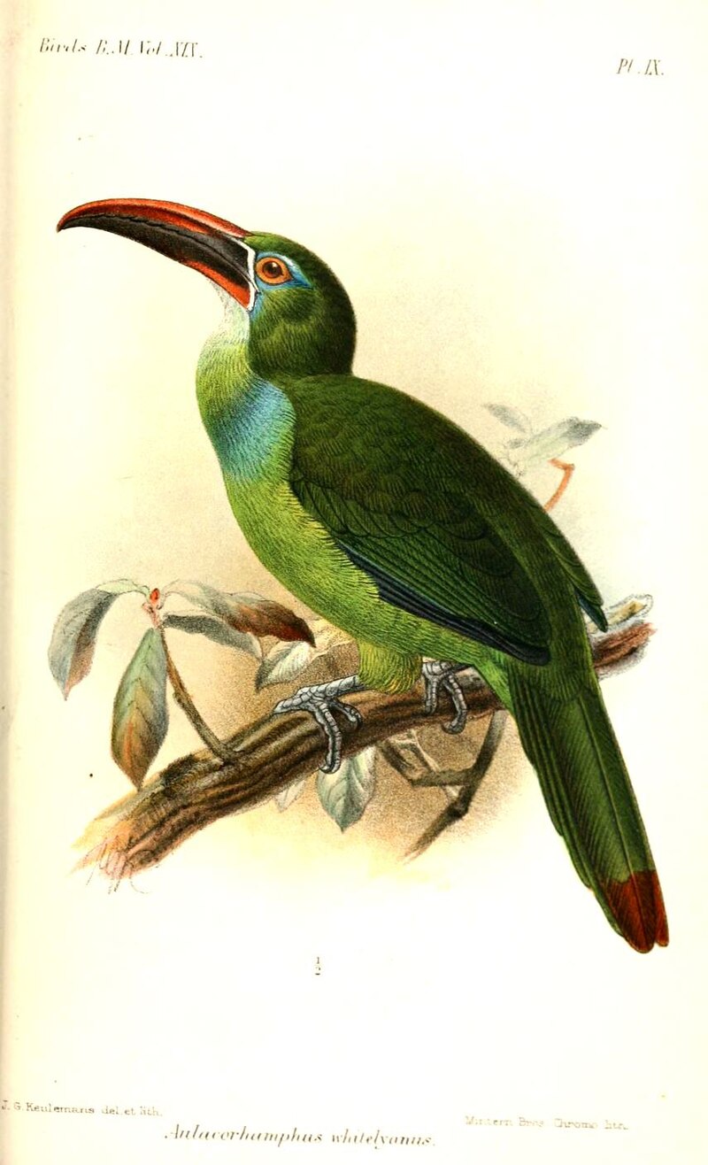 Tepui Toucanet (Aulacorhynchus whitelianus) photo