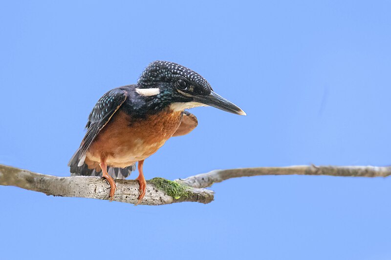 Blyth's Kingfisher (Alcedo hercules) photo