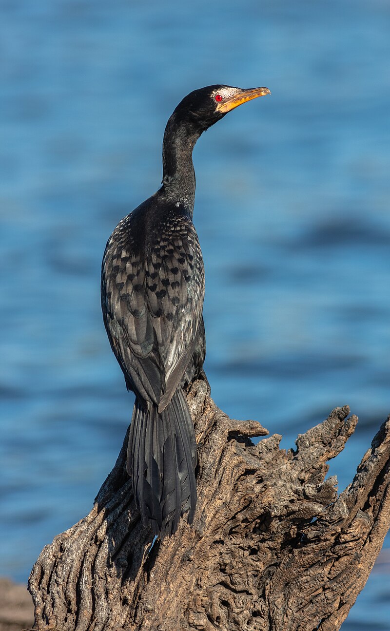 Reed Cormorant (Microcarbo africanus) photo