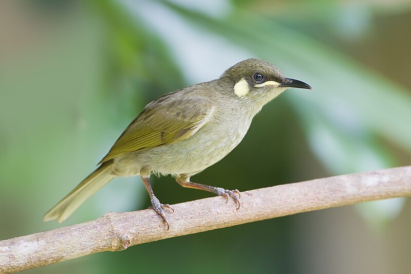 Yellow-spotted Honeyeater (Meliphaga notata) photo