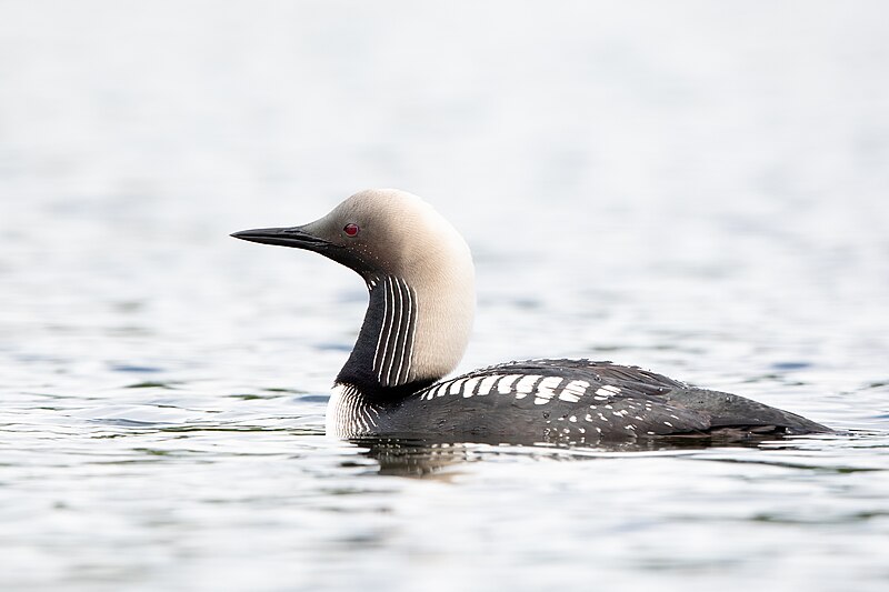 Pacific Loon (Gavia pacifica) photo