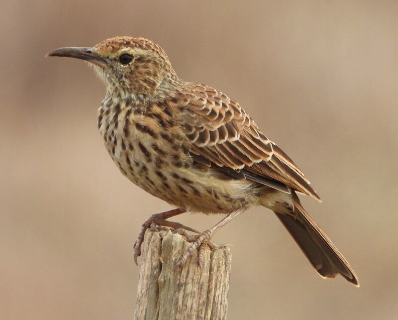 Cape Long-billed Lark (Certhilauda curvirostris) photo