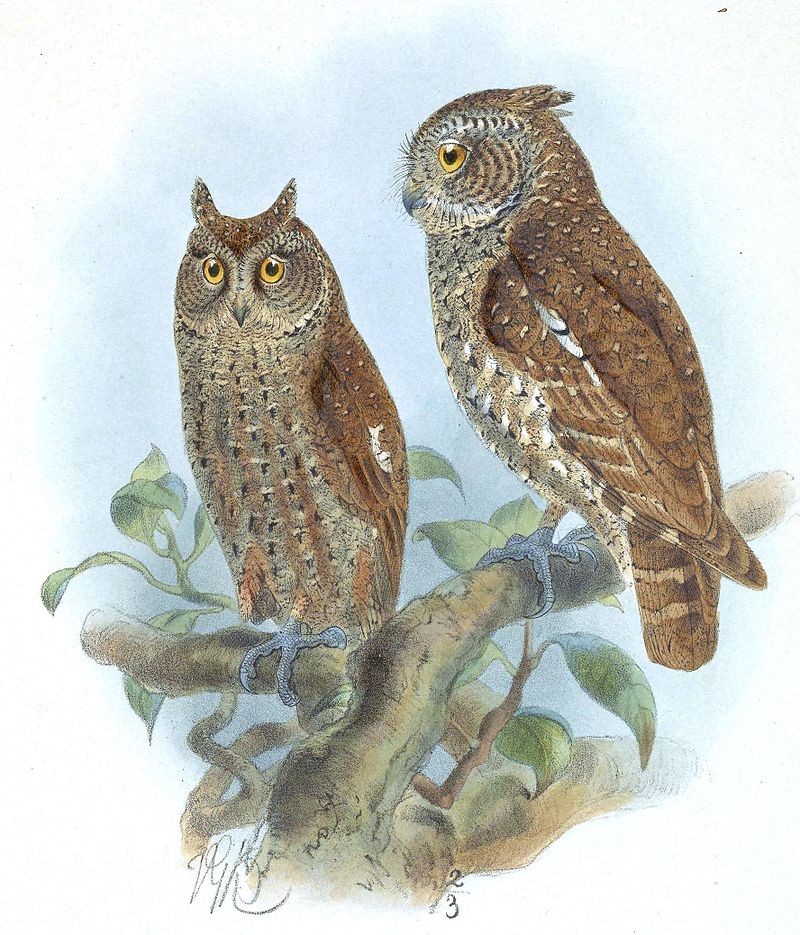 Andaman Scops-Owl (Otus balli) photo