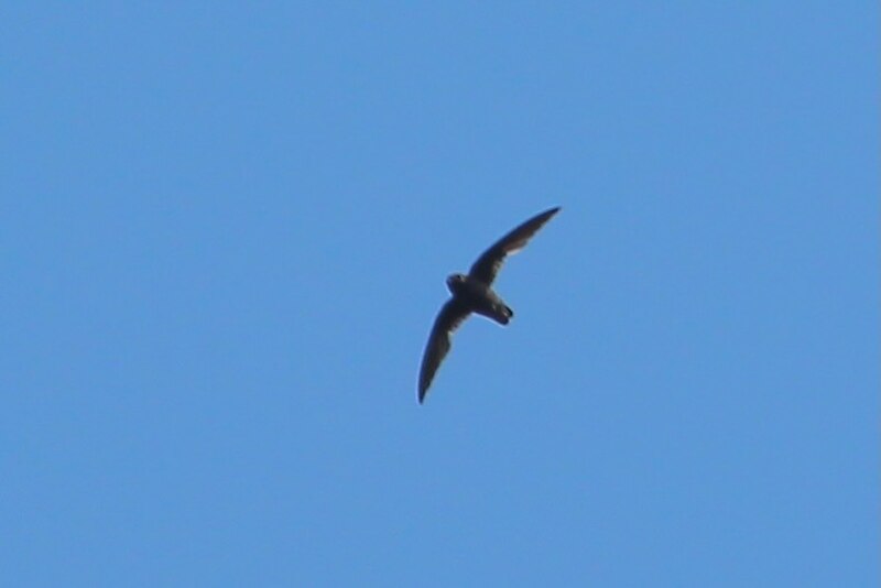 White-fronted Swift (Cypseloides storeri) photo