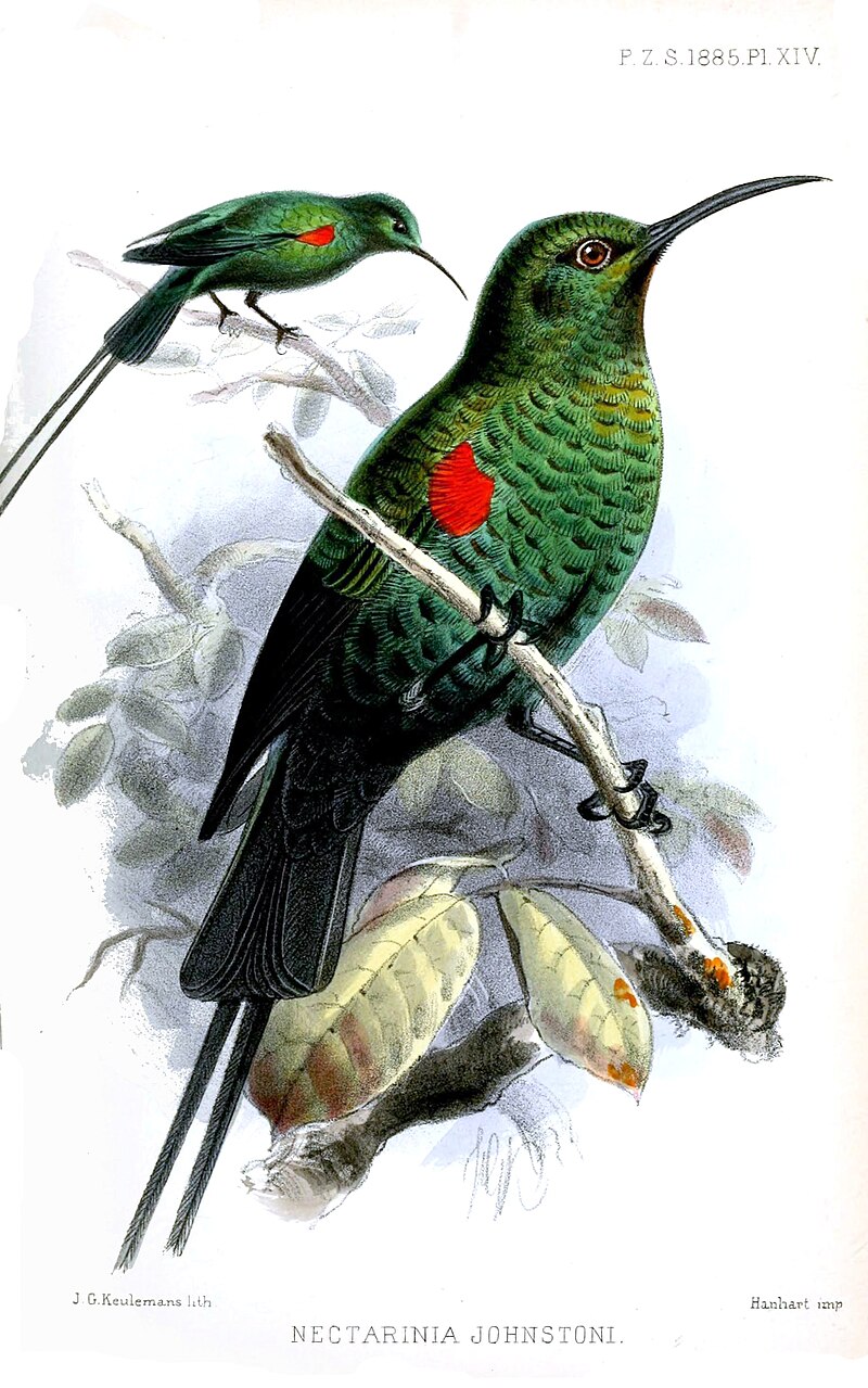 Red-tufted Sunbird (Nectarinia johnstoni) photo