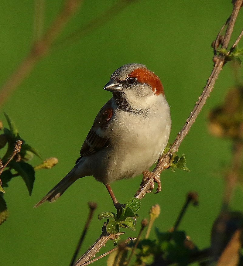 Sind Sparrow (Passer pyrrhonotus) photo