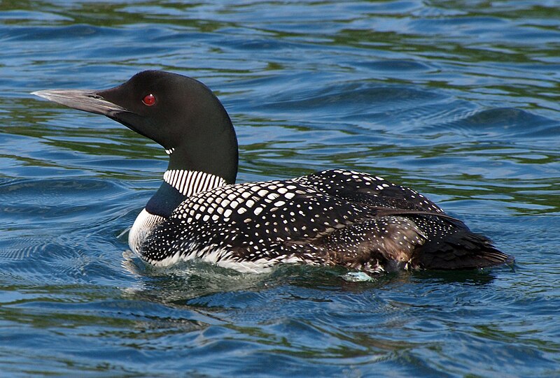 Common Loon (Gavia immer) photo