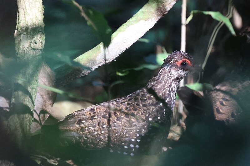 Nahan's Partridge (Ptilopachus nahani) photo