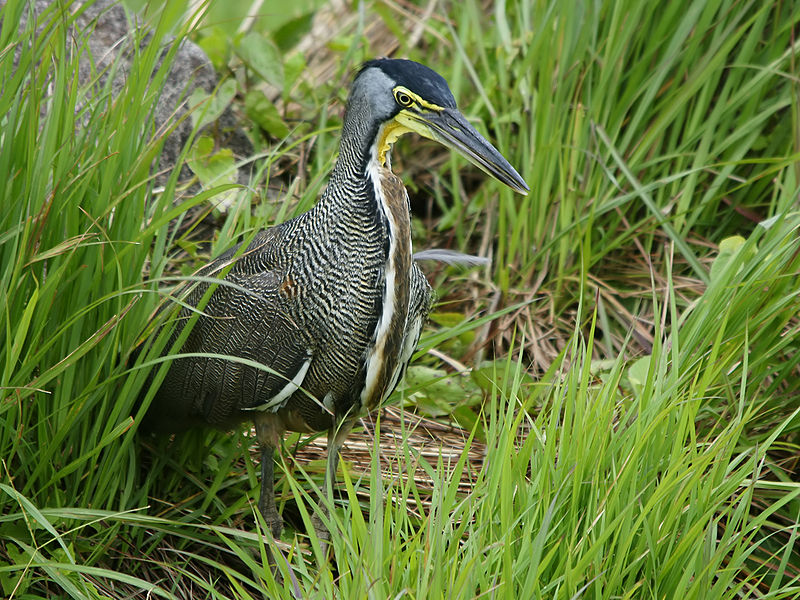 Bare-throated Tiger-Heron (Tigrisoma mexicanum) photo