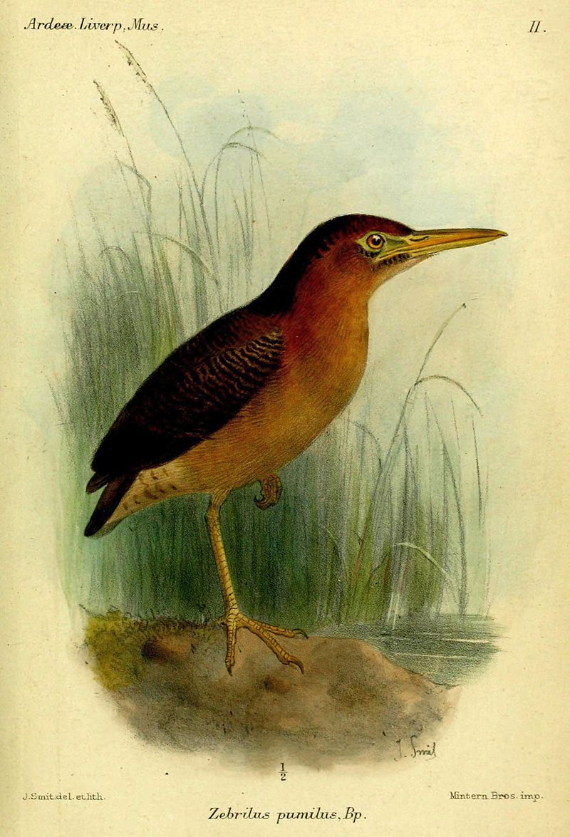 Zigzag Heron (Zebrilus undulatus) photo