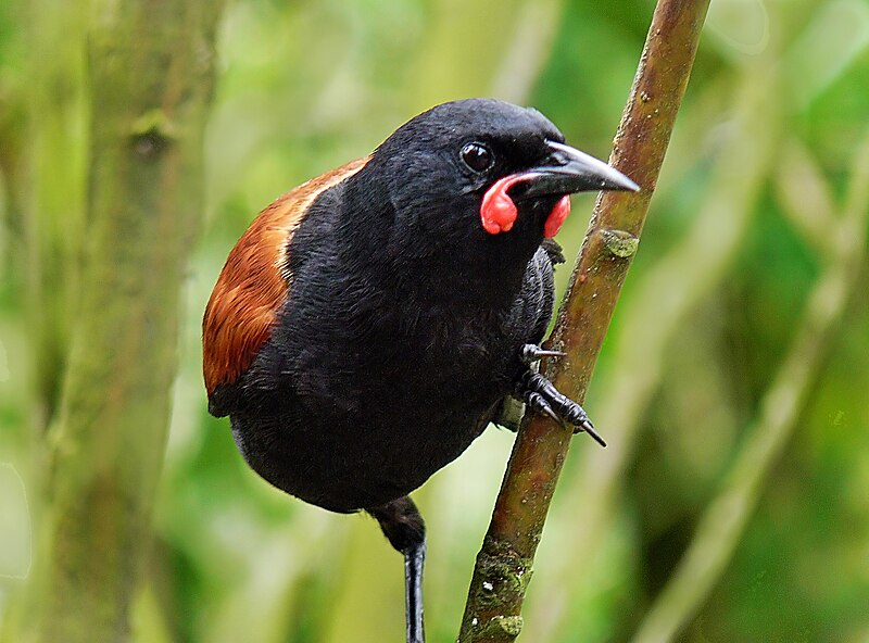 South Island Saddleback (Philesturnus carunculatus) photo