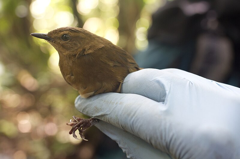 Evergreen-forest Warbler (Bradypterus lopezi) photo