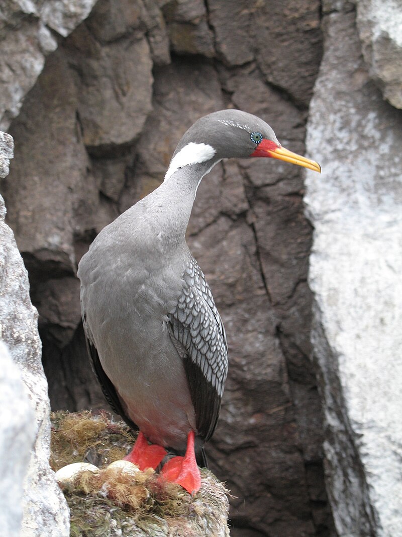 Red-legged Cormorant (Poikilocarbo gaimardi) photo