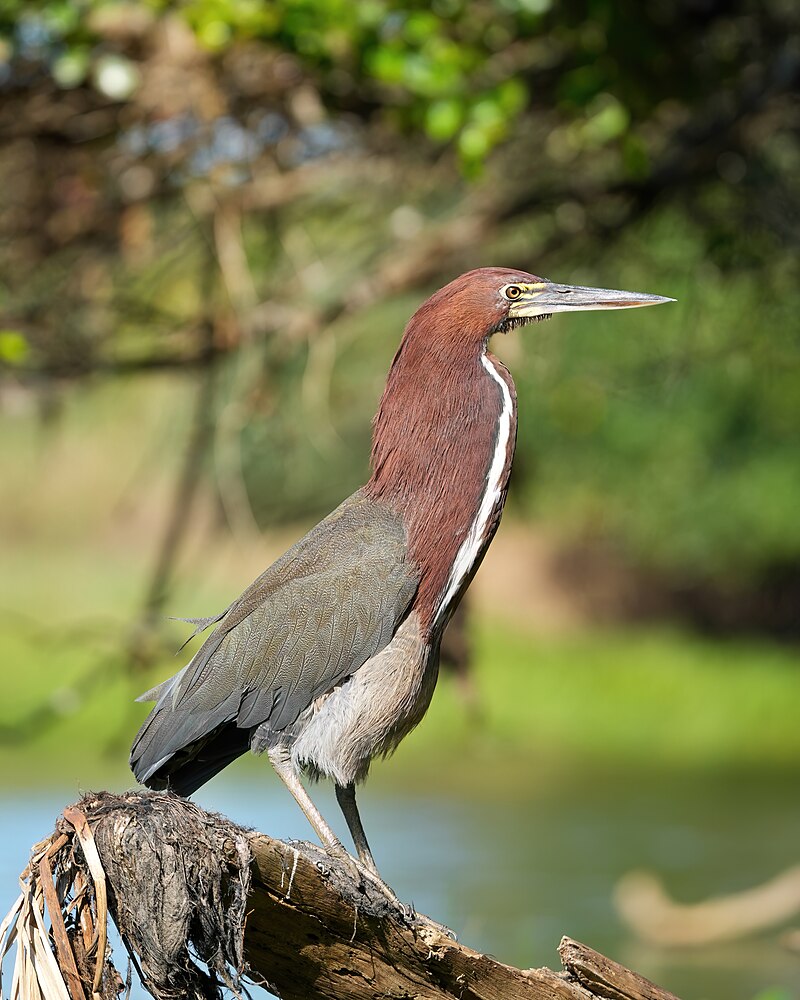 Rufescent Tiger-Heron (Tigrisoma lineatum) photo