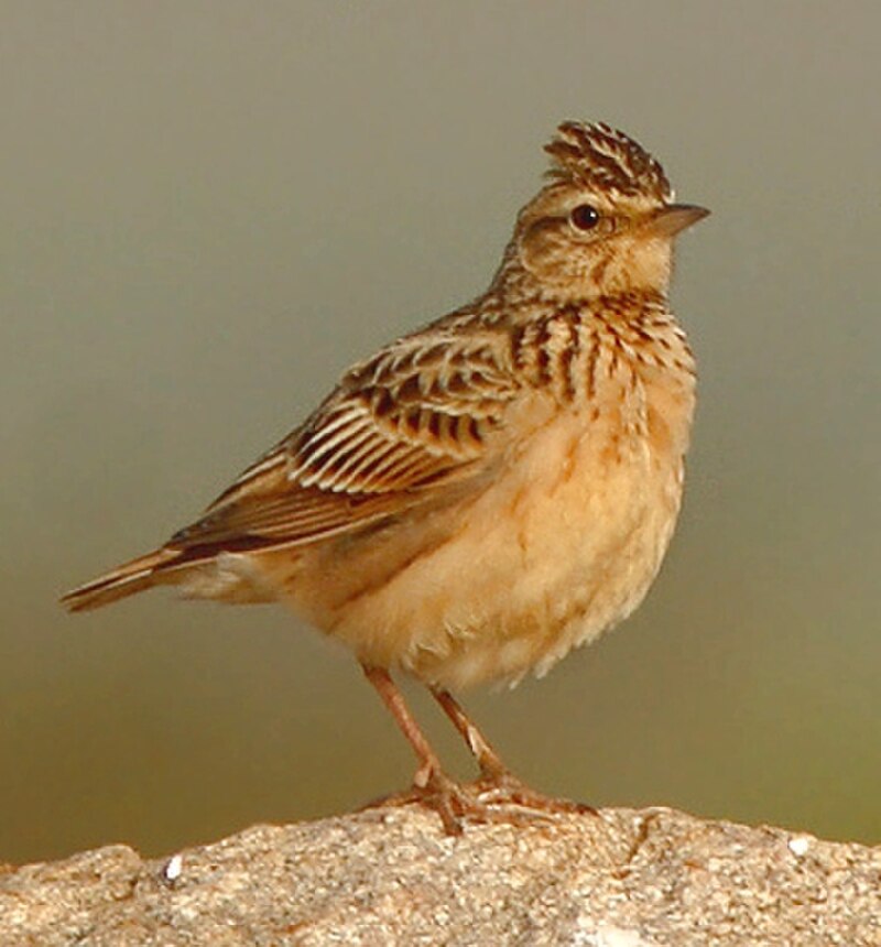 Tawny Lark (Galerida deva) photo