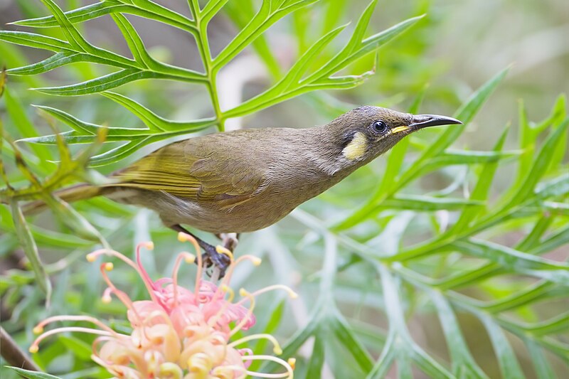 Cryptic Honeyeater (Meliphaga imitatrix) photo