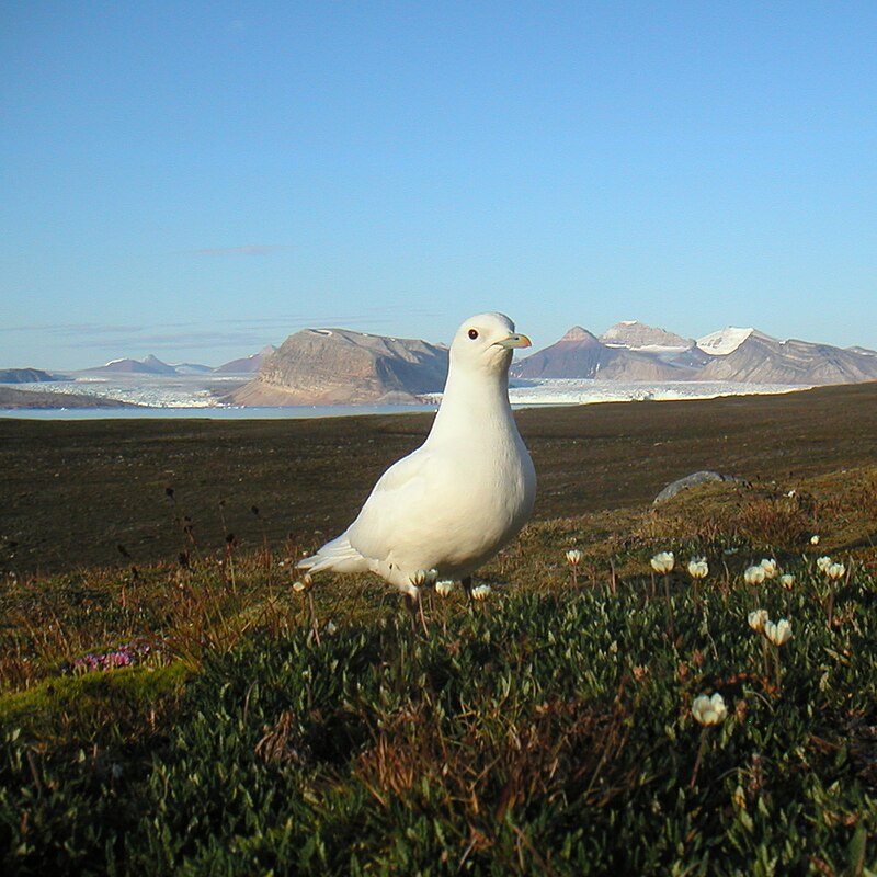 Ivory Gull (Pagophila eburnea) photo
