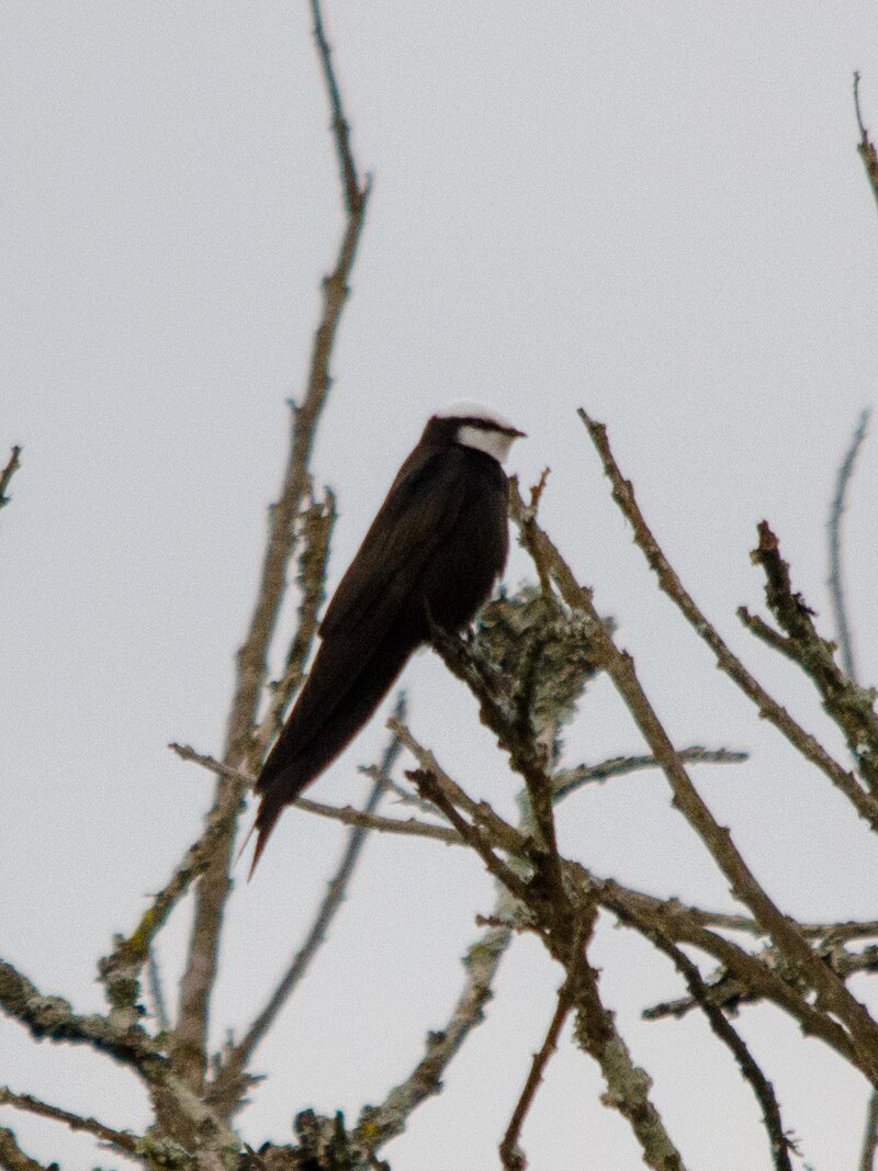 White-headed Sawwing (Psalidoprocne albiceps) photo
