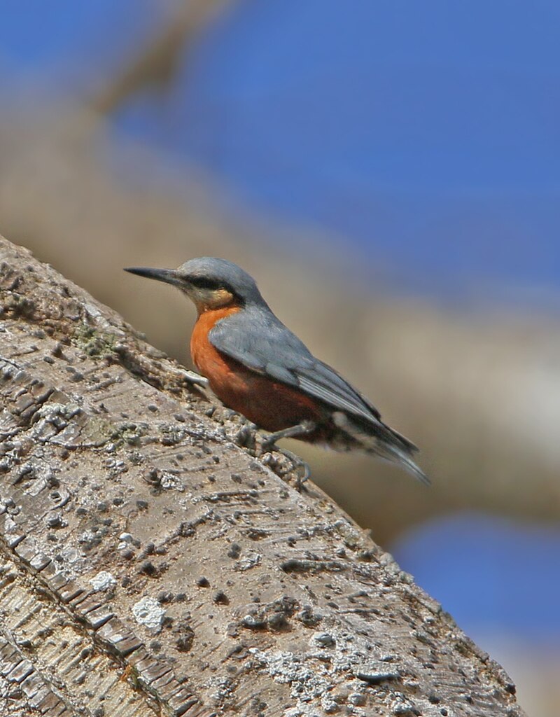 Burmese Nuthatch (Sitta neglecta) photo