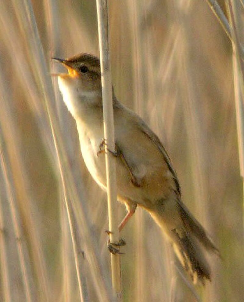 Marsh Grassbird (Helopsaltes pryeri) photo