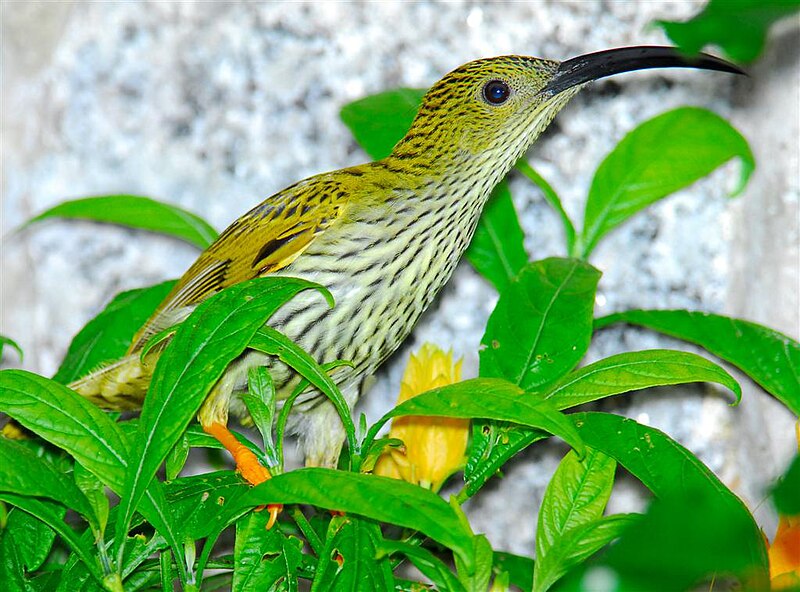 Streaked Spiderhunter (Arachnothera magna) photo
